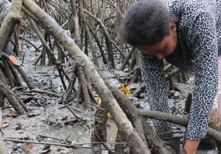 Redadas de limpieza para salvar los manglares